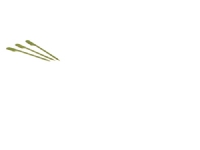 Spyd bambus Flag 180mm 250stk/pak - (250 stk.)