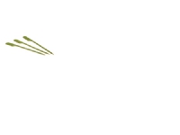 Spyd bambus Flag 150mm 250stk/pak - (250 stk.)